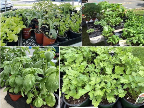 The James Bay Community Market is in full swing – the place for great garden starters